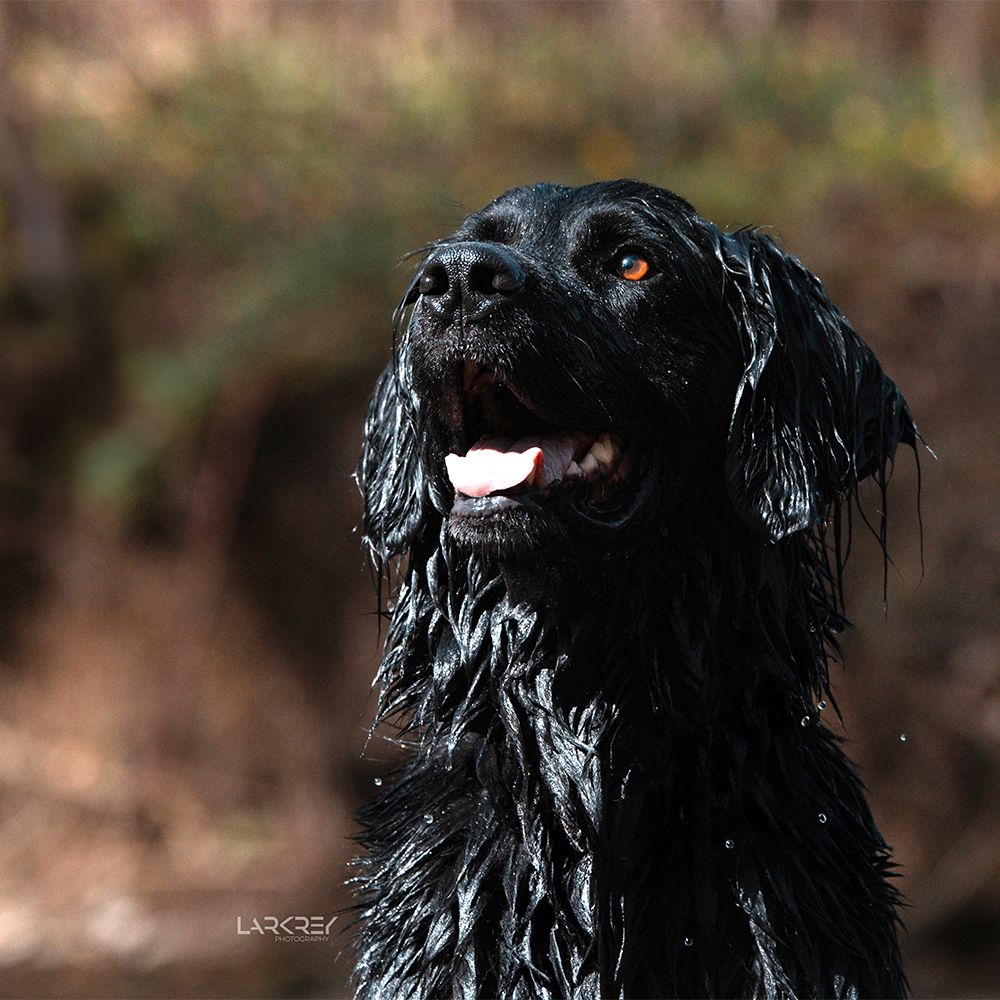 Schwarzer Hovawart-Mix mit bernsteinfarbenen Augen klitschnass