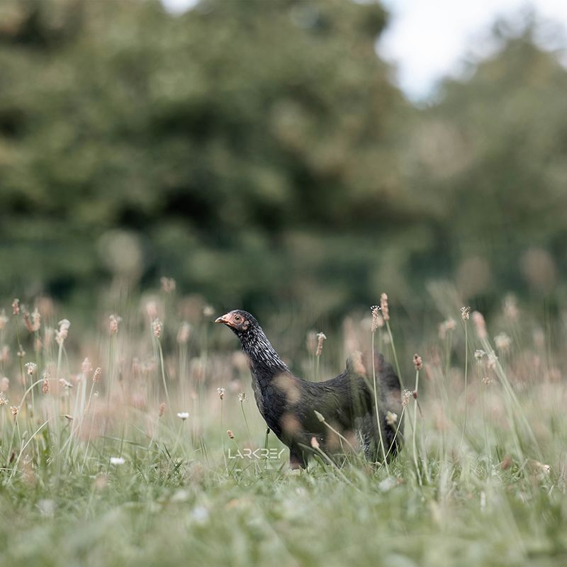 Schwarzes Huhn steht im hohen Gras und schaut nach links