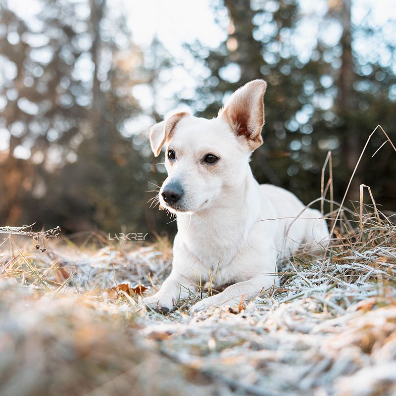 Beiger Terrier mit einem Steh- und einem Schlappohr liegt im Frost
