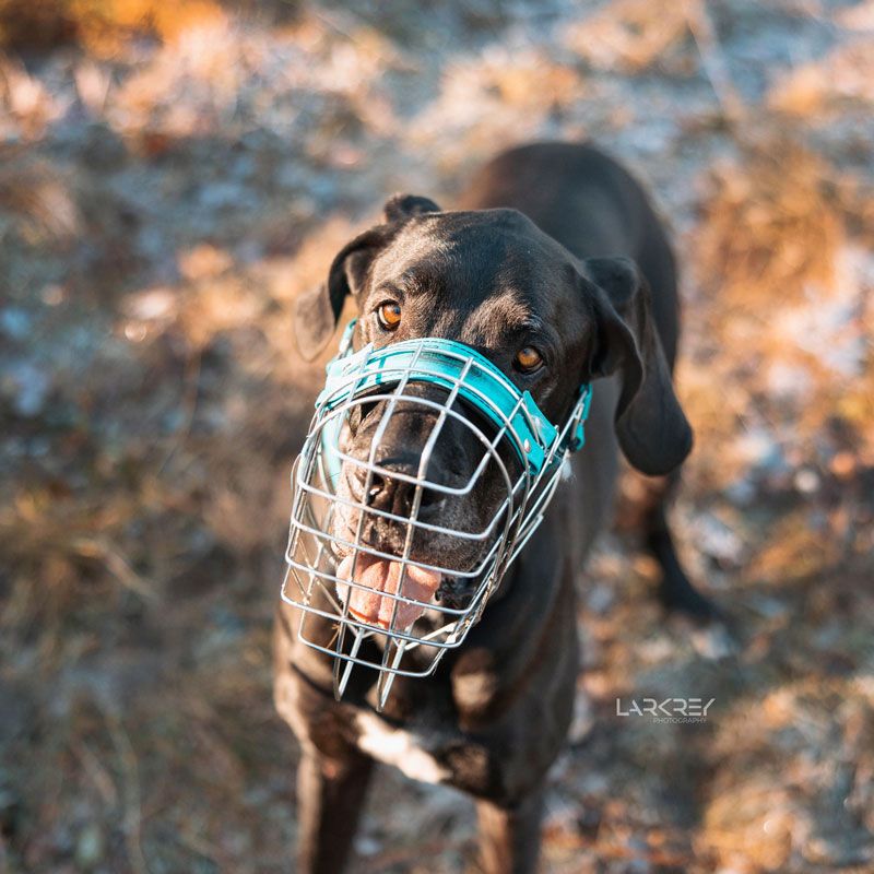 Schwarze Deutsche-Doggen-Dame schaut mit ihren bernsteinfarbenen Augen nach oben in die Kamera