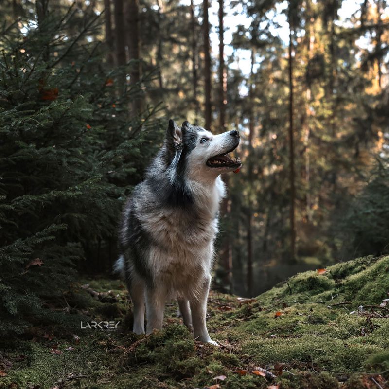 Alaskan Malamute-Mix Hündin stehend im Nadelwald