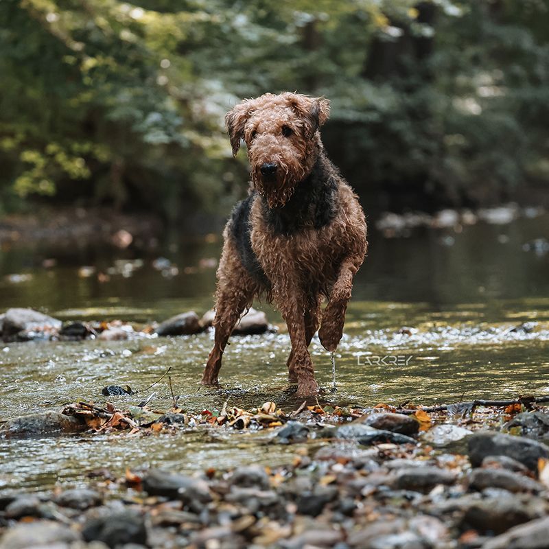 Airedale-Terrier-Hündin stehend in Fluss mit einer Pfote in der Luft