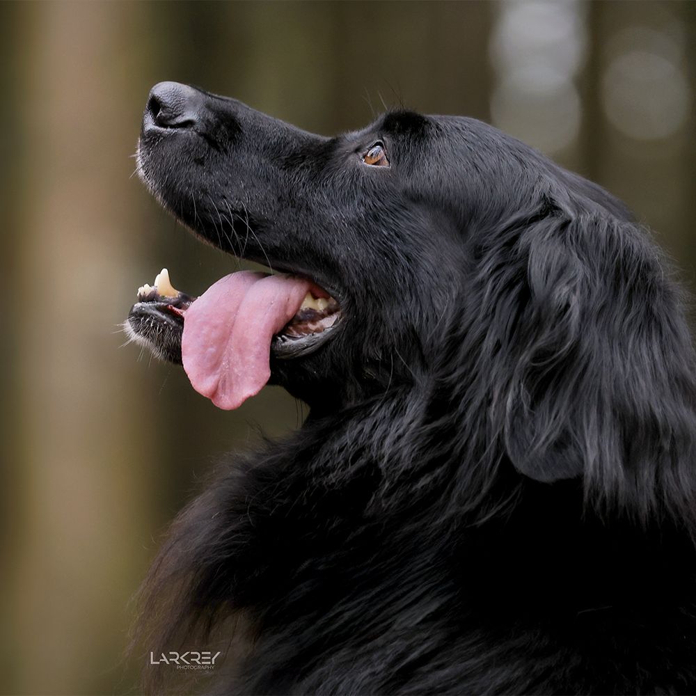 Seitenportrait eines schwarzen Rüden mit langem Fell