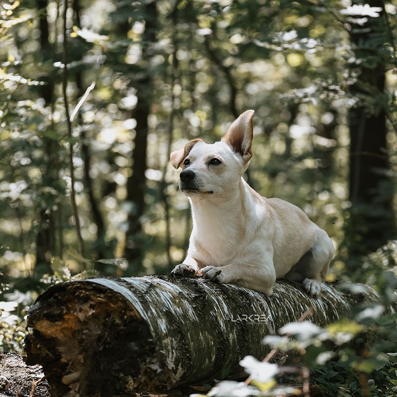 Beiger kleiner Hund mit einem Stehohr liegt auf einem Baumstamm im Wald