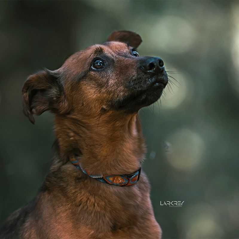 Portrait eines braunen kleinen Mischling-Rüdens