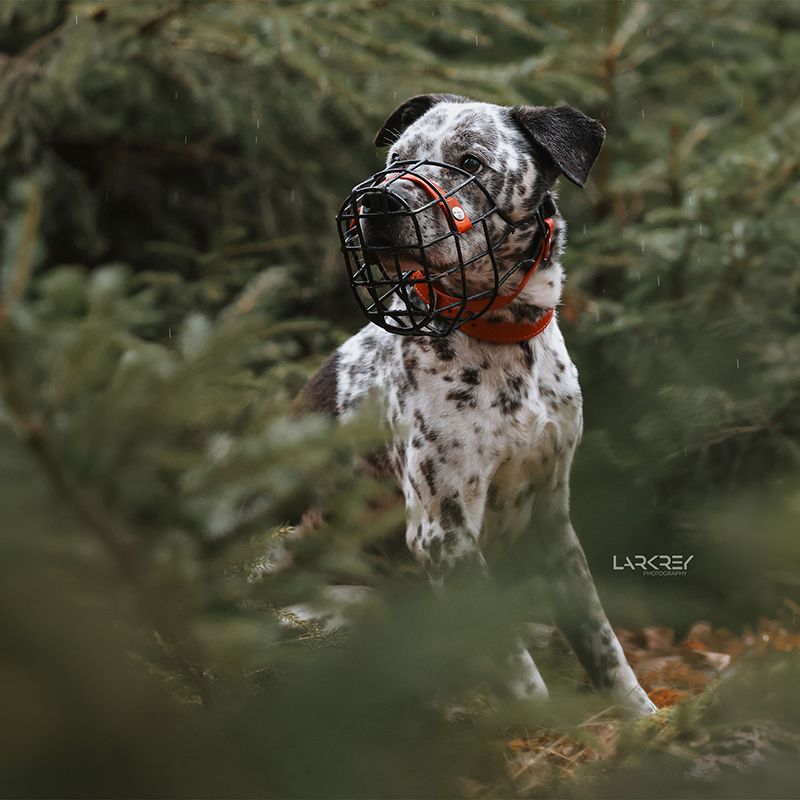 schwarz-weißer Jagdhund Rüde sitzend im Regen im Wald mit Maulkorb