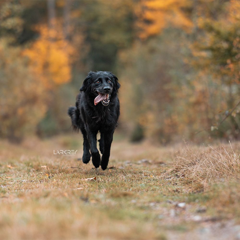 Schwarzer Hovawart-Mix rennt auf einen zu, buntes Herbstlaub im Hintergrund