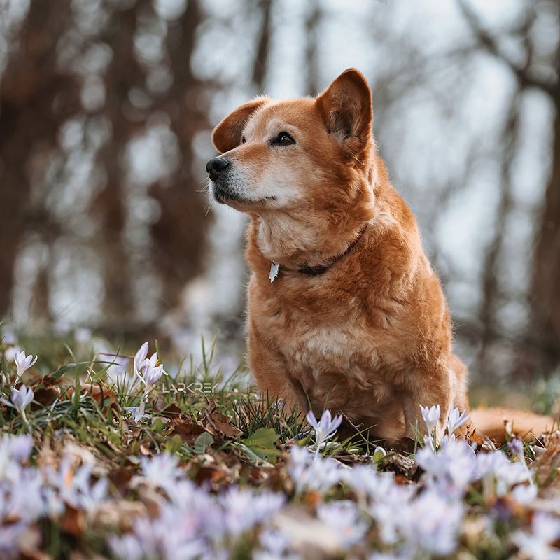 fuchsfarbene Hündin sitzend zwischen Krokosen
