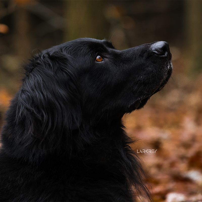 Schwarzer Rüde im Herbstlaub