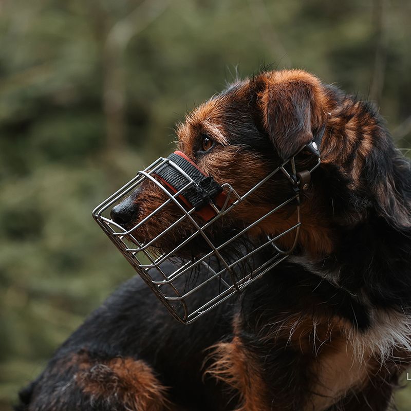 Dackel-Terrier-Mix Seitenprofil mit Maulkorb