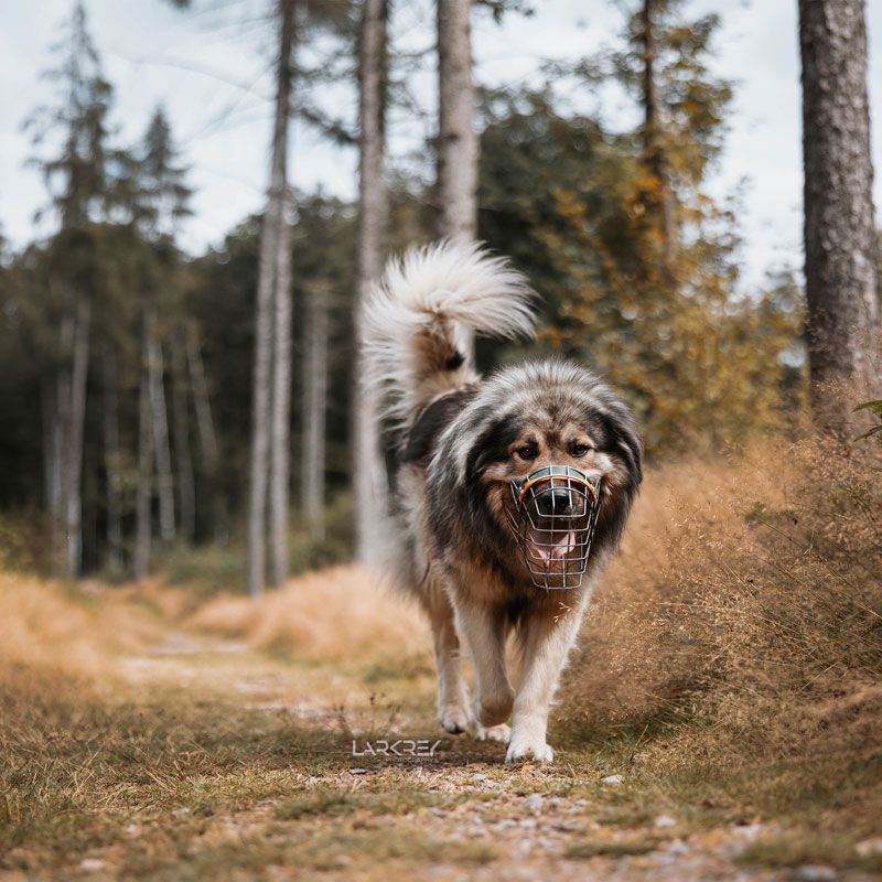 Grauer Herdenschutzhund-Rüde läuft auf einem Waldweg auf einen zu