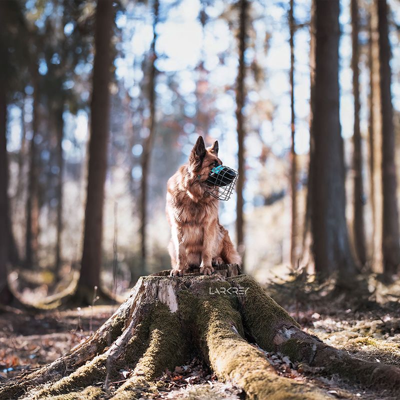 Harzer Fuchs Rüde sitzend auf Baumstumpf im Wald mit Maulkorb
