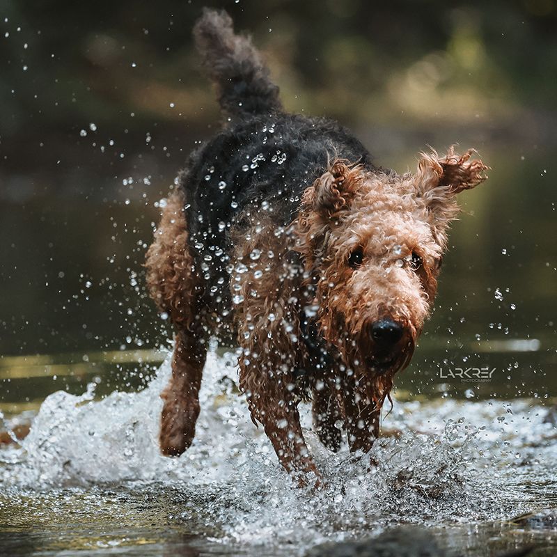 Airedale-Terrier-Hündin springt durchs Wasser
