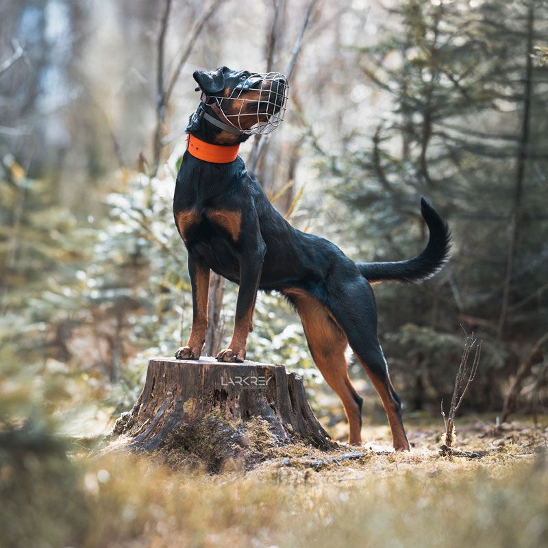Rottweiler-Hündin steht mit den Vorderbeinen auf einem Baumstumpf im Wald