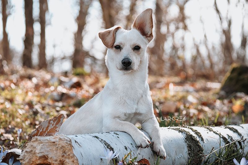 Kleiner Terrier liegt mit dem Vorderbeinen auf Stamm und schaut in die Kamera
