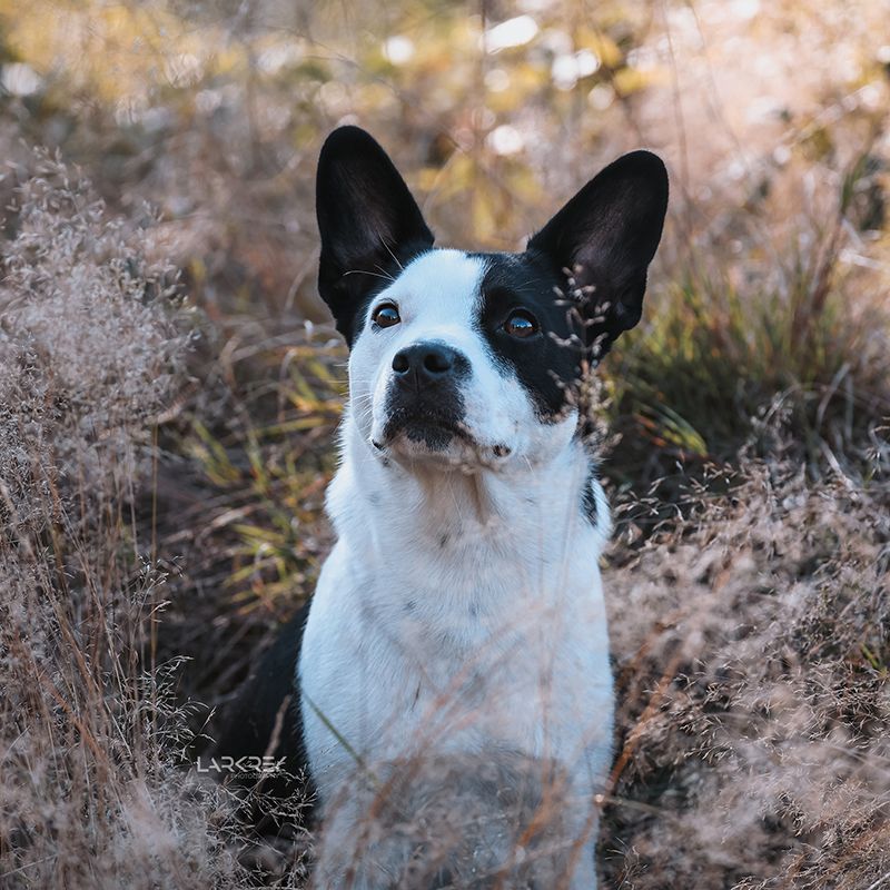 Portrait einer schwarz-weißen Hündin im Gras