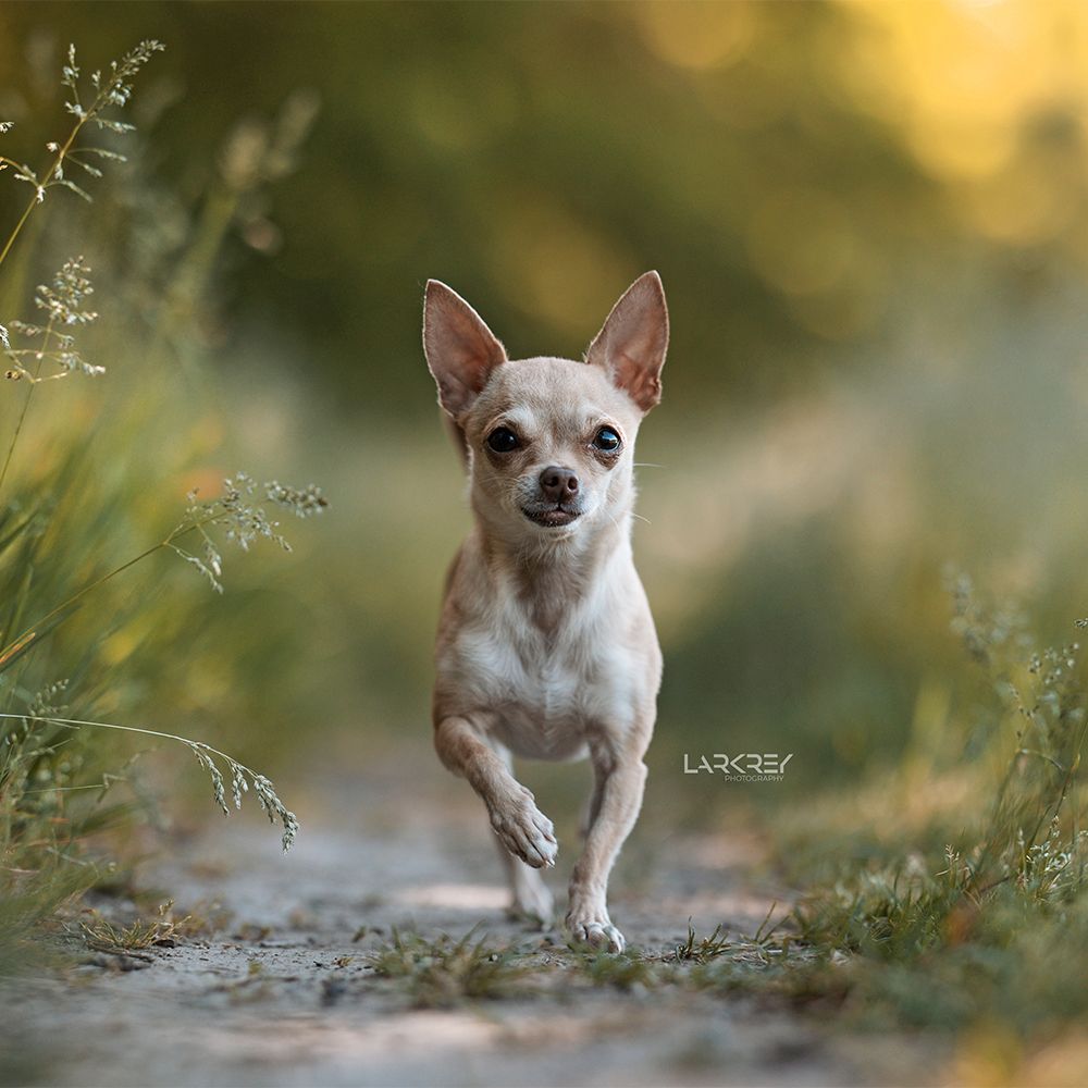Beige Chihuahua-Hündin läuft auf einem kleinen Pfad
