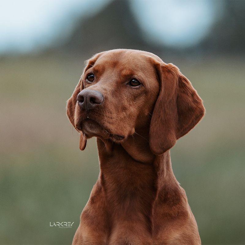 Portrait eines Vizslas der leicht nach links schaut