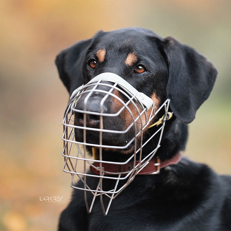 Portrait eines Doberman-Doggen-Rüden vor buntem Hintergrund