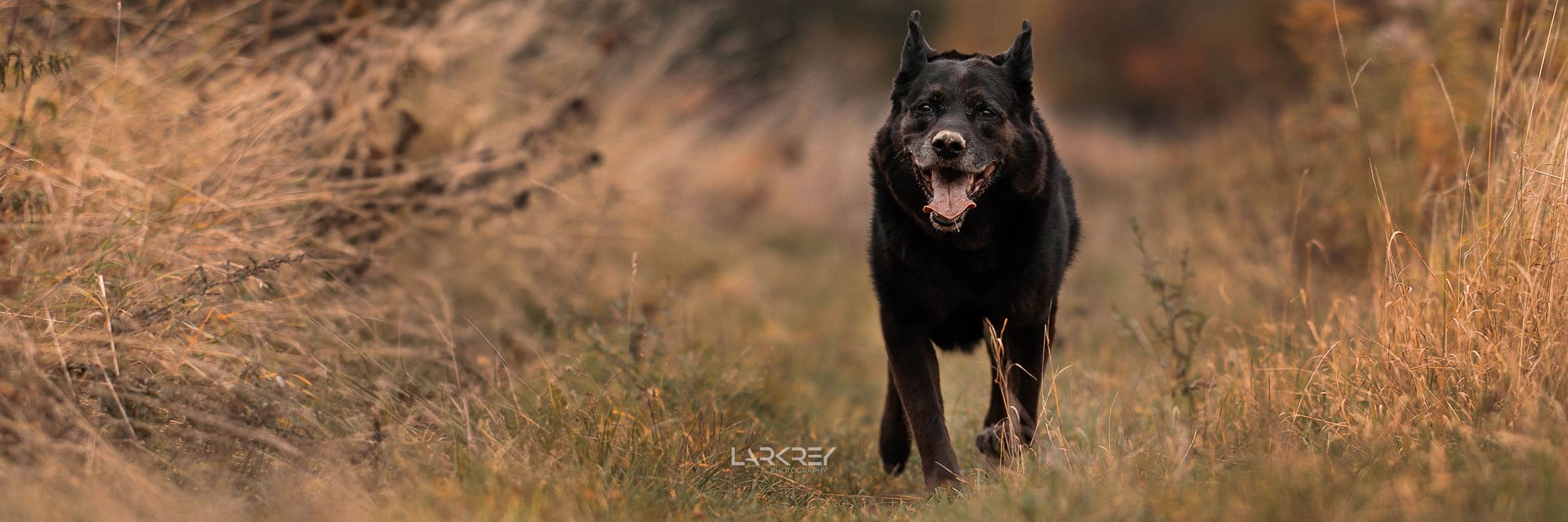 Schwarzer Mischlingsrüde läuft auf einen zu