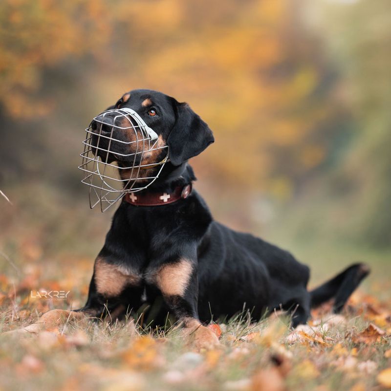 Doberman-Doggen-Rüden liegt im Herbst auf einer Wiese