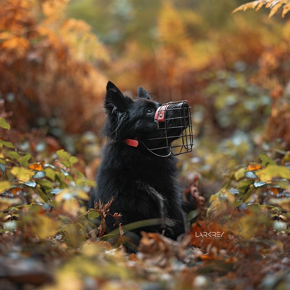 Schwarzer Hütehundmix im bunten Farn im Herbst