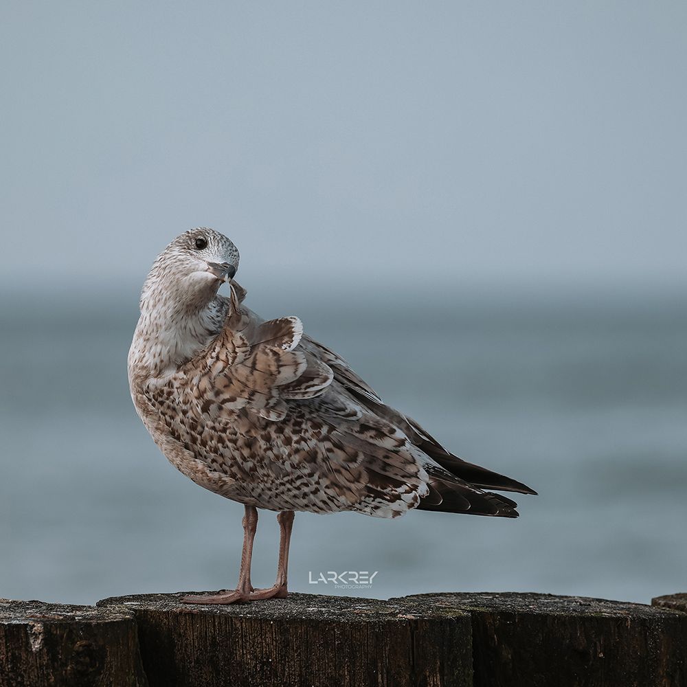 Möwe pflegt ihr Federkleid