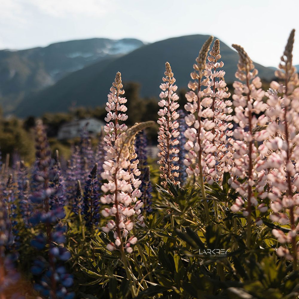 Lupinen in den Bergen in Norwegen