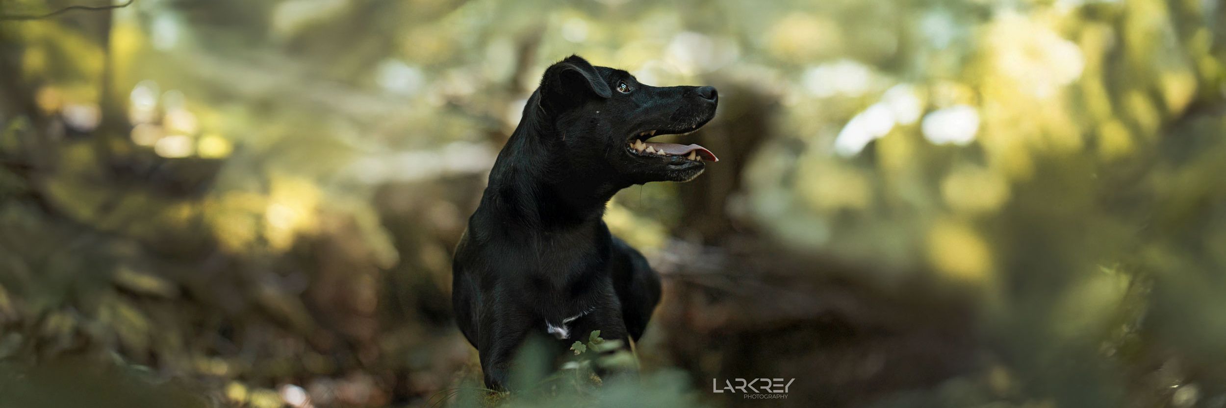 Nero schwarzer Terrier-Rüde liegt auf einem Stamm der mit Moos bewachsen ist