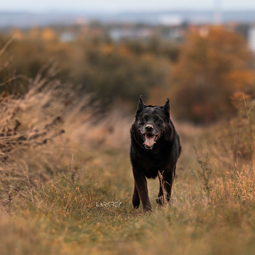 Schwarzer Mischlingsrüde läuft auf einen zu