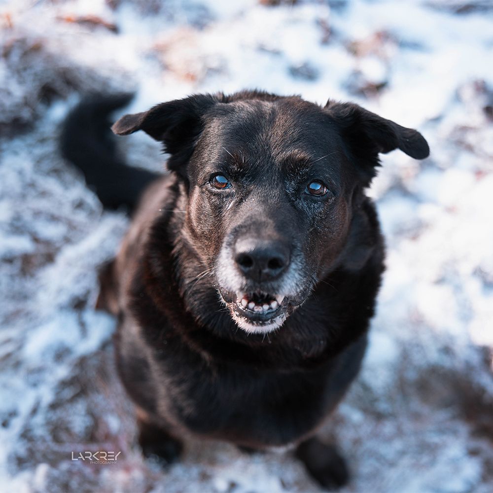 Schwarzer Rüde im Schnee