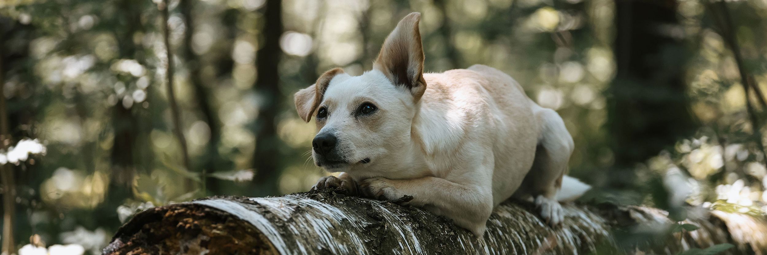 Knödel Kleiner beiger Hund mit einem Steh- und einem Schlappohr liegt auf einem Stamm