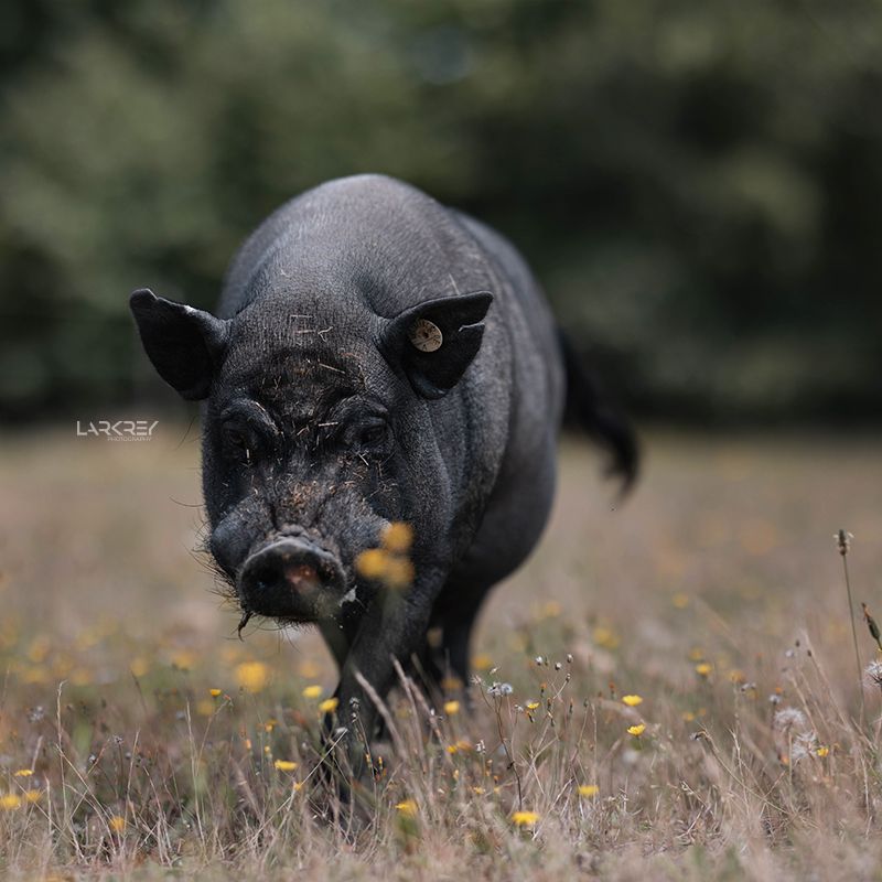 Schwarzes Schwein läuft durch Wiese auf einen zu