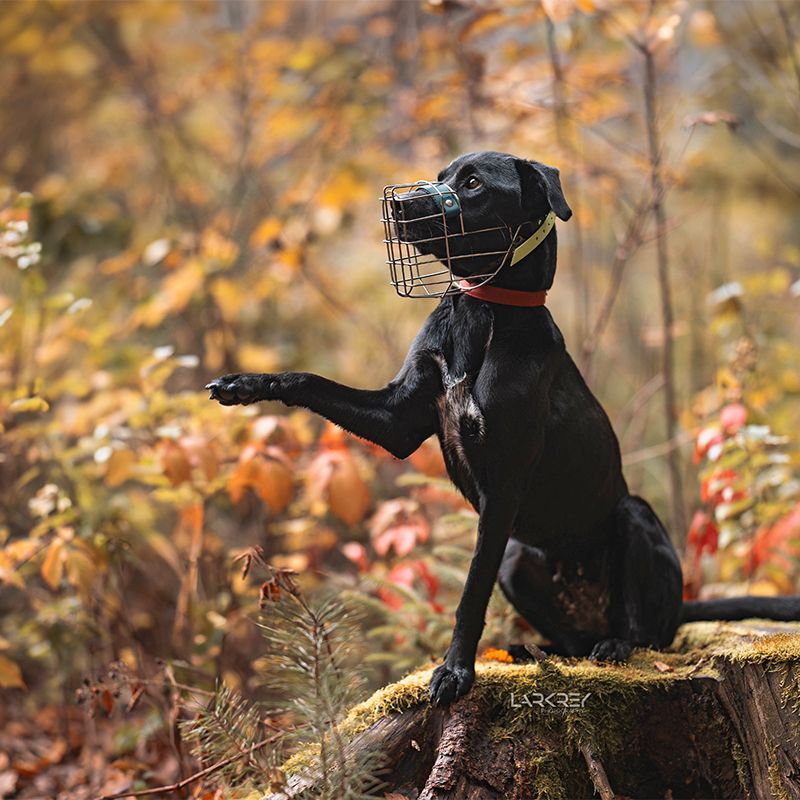 Schwarze Mischlingshündin sitzt auf Baumstamm mit Moos