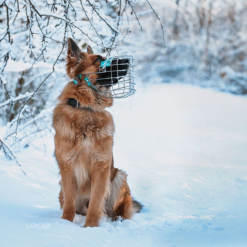 Harzer Fuchs Rüde sitzend im Schnee mit Maulkorb