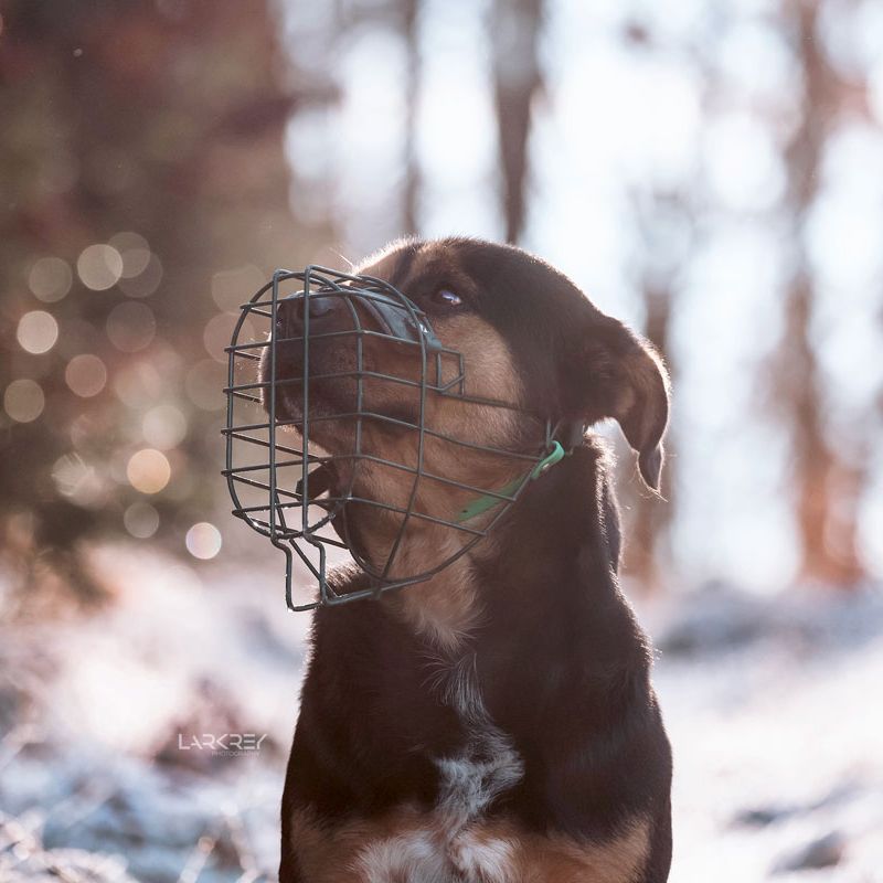 Beauceron-Mix Rüde mit grünem Maulkorb im Schnee