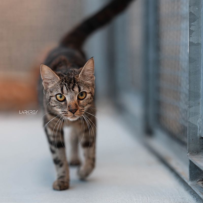 Getigerte Katze läuft auf Kamera zu