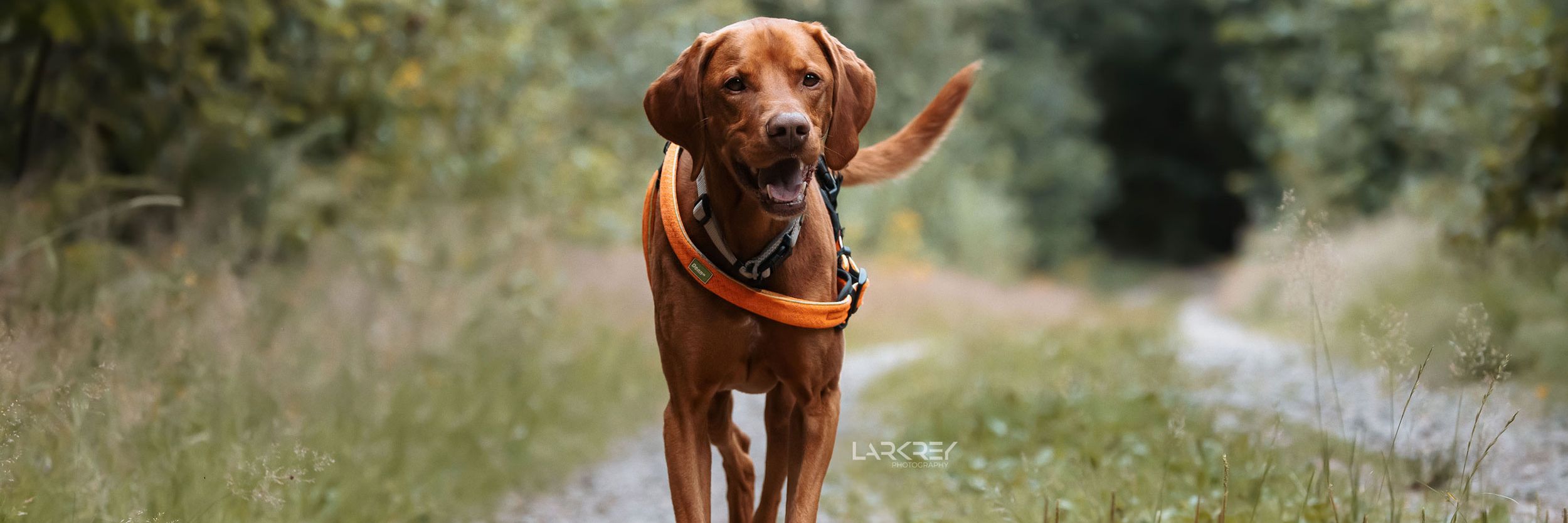 Sammy Vizsla-Rüde läuft auf einem Steinweg auf einen zu