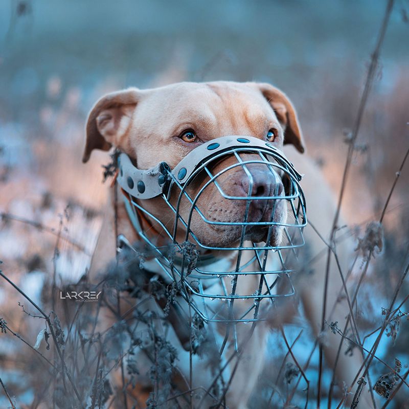 Staffordshire Terrier-Mix Rüde stehend im hohen gefrorenen Gras