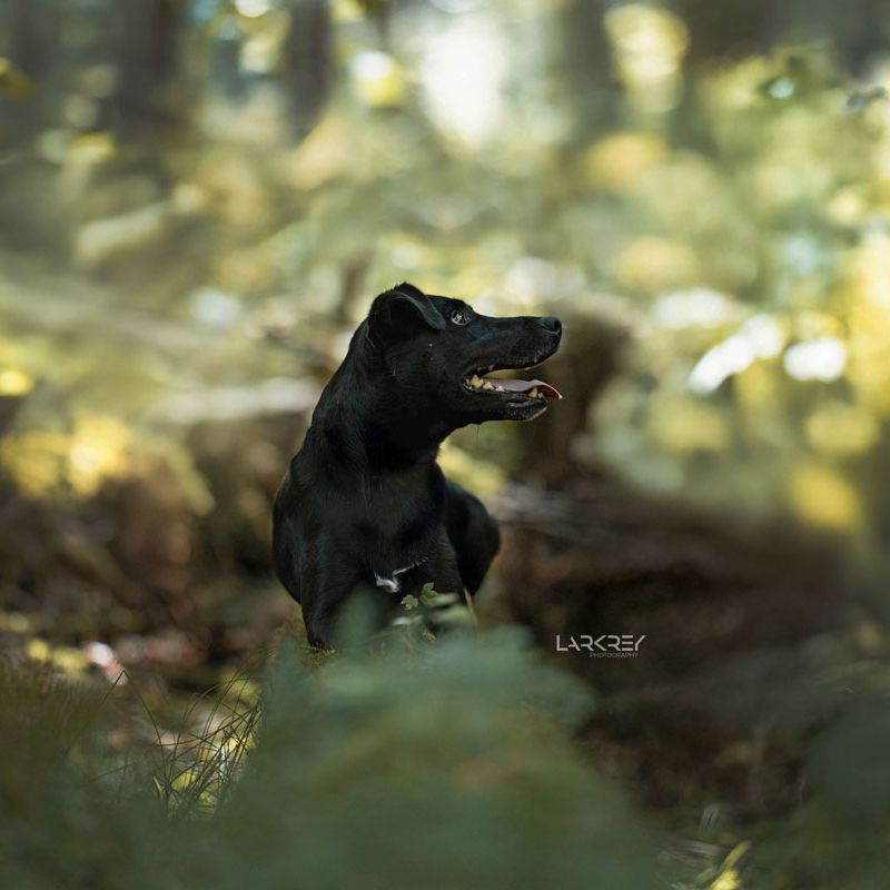 schwarzer Terrier-Rüde liegt auf einem Stamm der mit Moos bewachsen ist