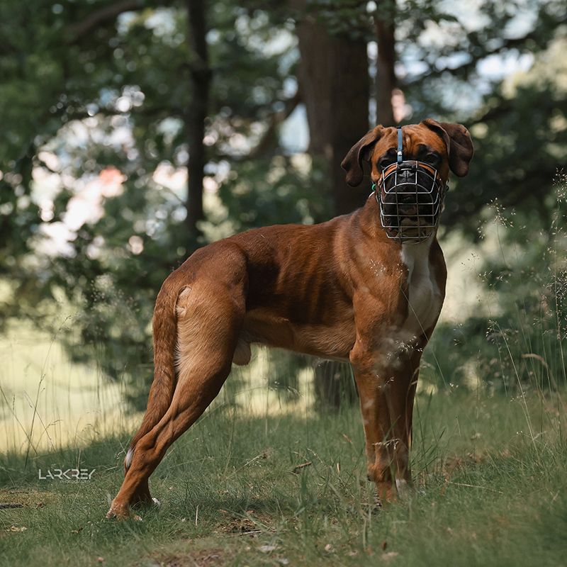 Brauner Boxer Rüde stehend im Wald