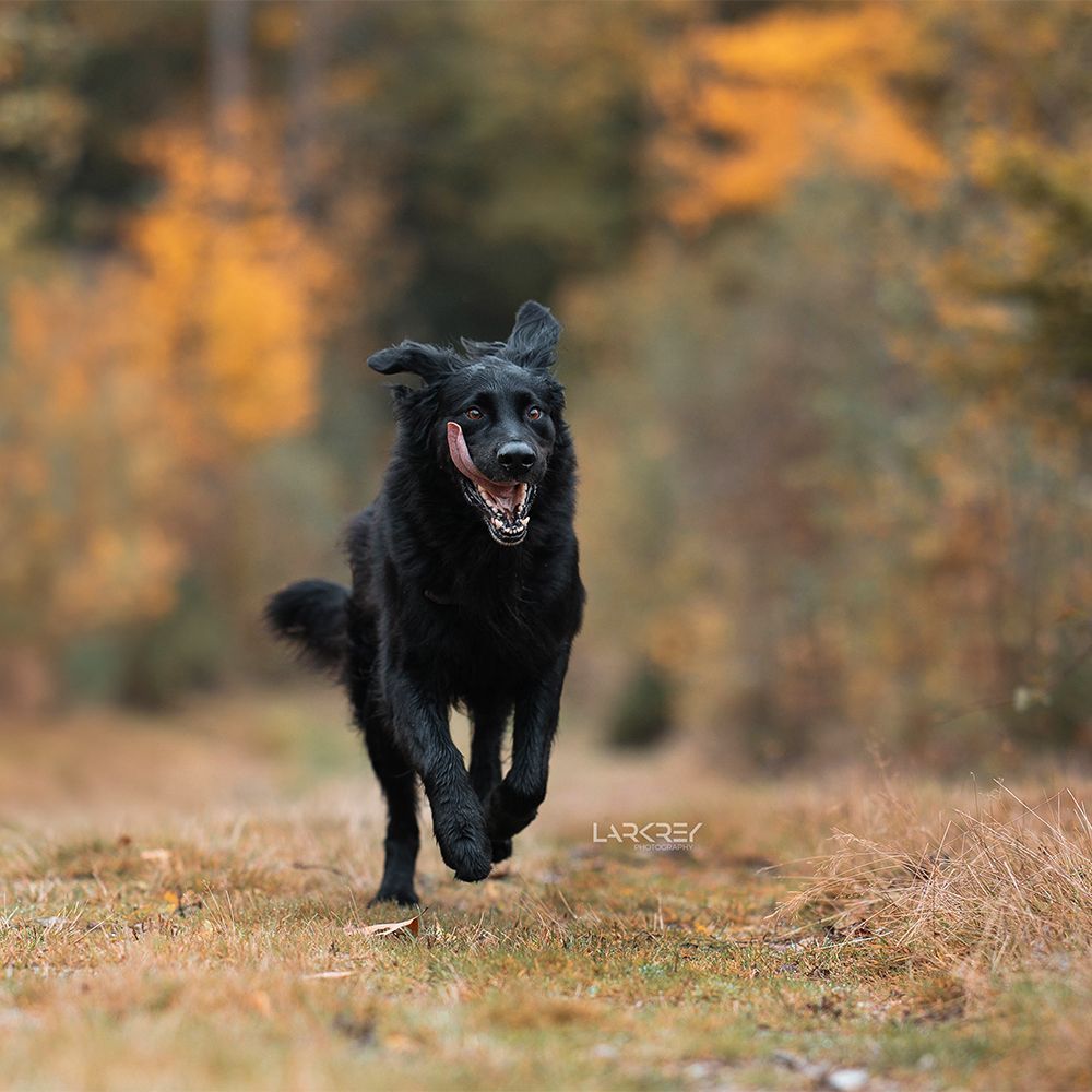 Schwarzer Rüde rennt auf einen zu, buntes Herbstlaub im Hintergrund
