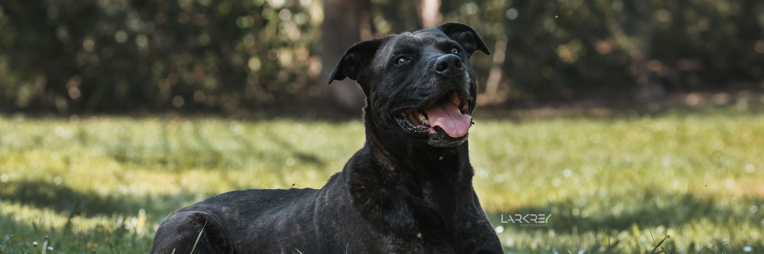 Bulli schwarzer Cane-Corso-Rüde liegt auf Wiese