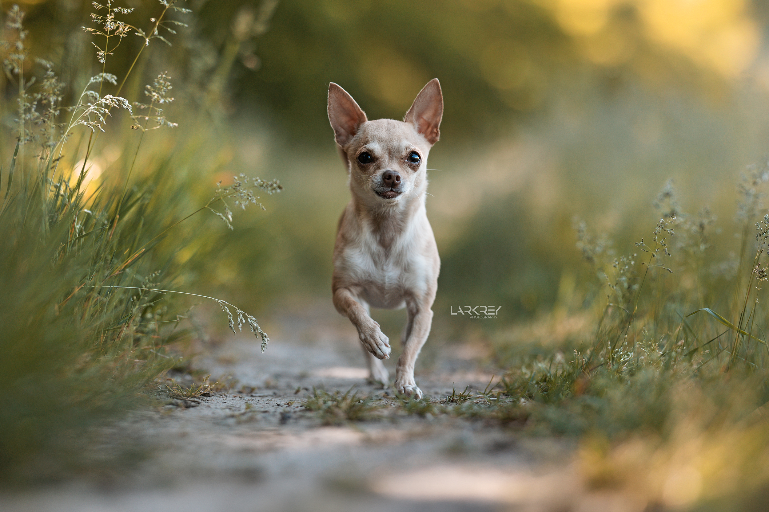 Beige Chihuahua-Hündin läuft auf einem kleinen Pfad