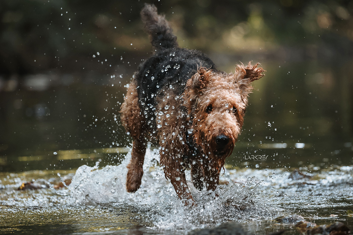 Airedale-Terrier-Hündin springt durchs Wasser