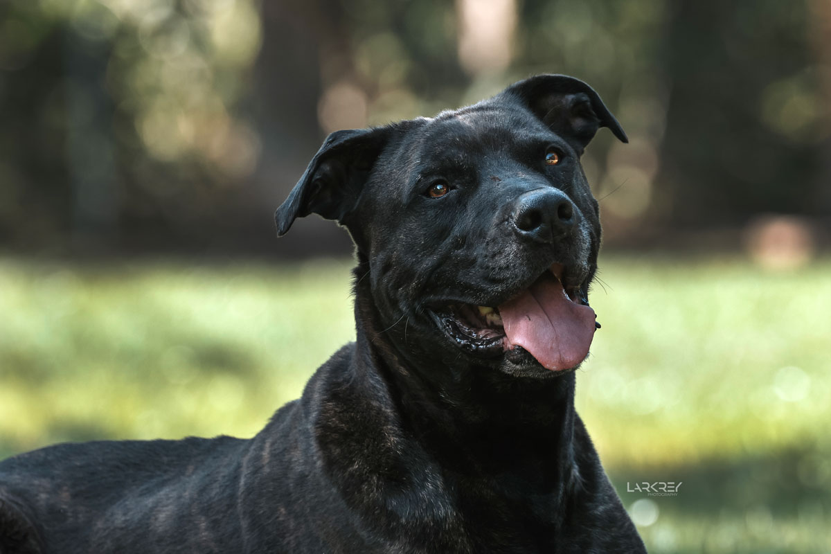 schwarzer Cane-Corso-Rüde liegt auf Wiese