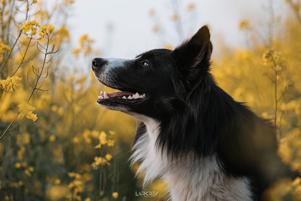 Jacko Border Collie Rüde im Raps im Seitenprofil