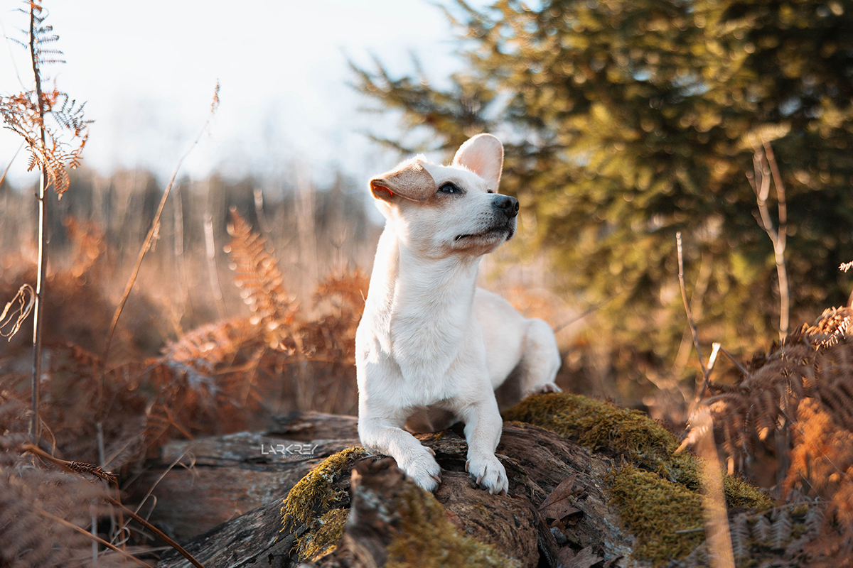 Kleiner beiger Hund mit einem Steh- und einem Schlappohr liegt auf einem Stamm
