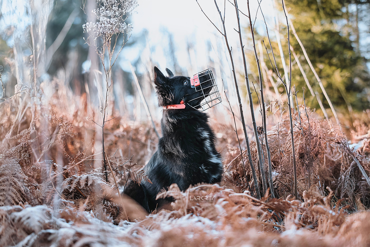 Linus • Tierheim Chemnitz Hütehund-Mix in gefrorenem Farn