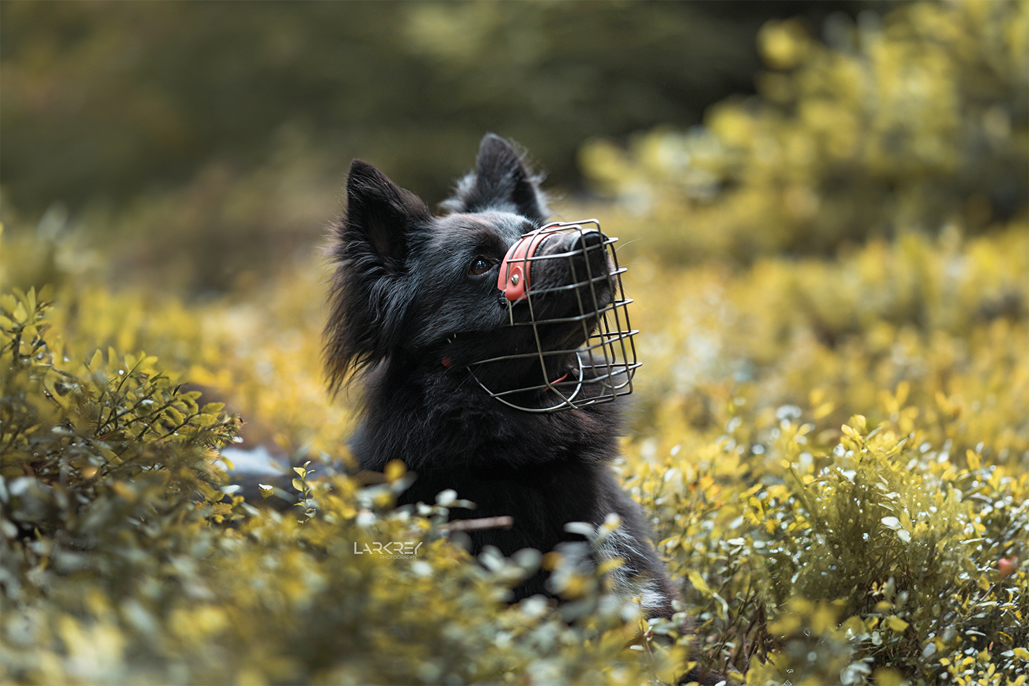 Schwarzer Hütehund-Mix in Heidelbeersträuchern